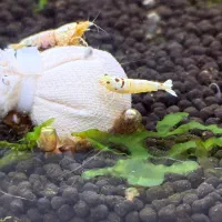 شیریمپ میلگو پی آر ال ماسورا|ماهی|کرج, شهرک جهان‌نما|دیوار