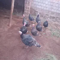 بوقلمون|حیوانات مزرعه|قره ضیاالدین, |دیوار