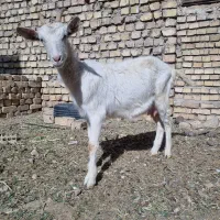 بزسانن(کلار)