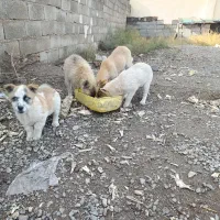 سگ چاعو چاعو|سگ|محمدیه-قزوین, |دیوار