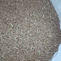فروش گندم