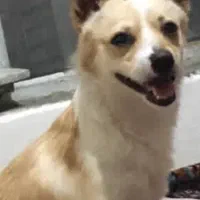 سگ گم شده|حیوانات|خوی, |دیوار