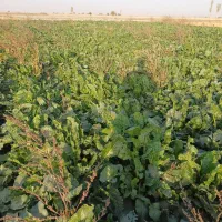 چغندر علوفه ای برای دامدار