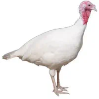 فروش بوقلمون بیوتی کاملان سالم علت فروش نداشتن جا