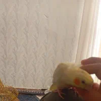 پرنده|پرنده|شاهدشهر, |دیوار