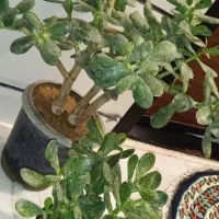 گل کادو روز مادر|گل و گیاه طبیعی|بروجرد, |دیوار