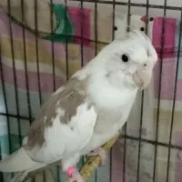 جفت عروس هلندی مولد|پرنده|مرودشت, ثبت احوال|دیوار