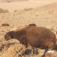 دو عدد میش روزگاری