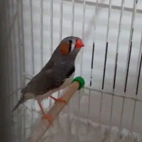 فنچ نر