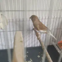 قناری ماده آماده