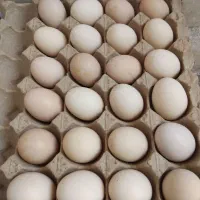 تخم مرغ نطفه دار