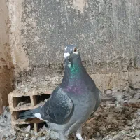 ماده قره سبز پلاکی|پرنده|خلیل آباد, |دیوار