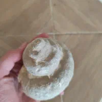 فسیل حلزون|کلکسیون اشیاء عتیقه|شیراز, باغ تخت|دیوار