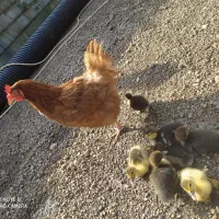 جوجه اردک اصلاحی ،اسراییلی ،روسی یاموسکویی|حیوانات مزرعه|رشت, جماران|دیوار