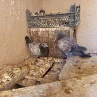 جوجه پلاکی|پرنده|اصفهان, شهرستان|دیوار