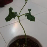 لوبیا سحر امیز و بنسای|گل و گیاه طبیعی|شیراز, سجادیه|دیوار