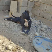 سگ پیتبول نر و ماده|سگ|مبارکه, |دیوار