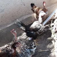 مرغ گردن لخت تخم گذار|حیوانات مزرعه|اهواز, شریعتی جنوبی|دیوار