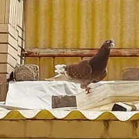 دم سفید معاوضه با خروس محلی