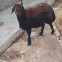 باسلام قوچ نژاددارجنس قره قزل