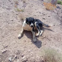 سگ گله|سگ|بیرجند, |دیوار