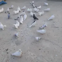 کبوتر تهرونی و دم چتری .گل پنبه‌ای