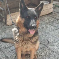 ماده ژرمن شیپر شیب استاندارد اموزش دیده|سگ|شاهینشهر, گزبرخوار|دیوار