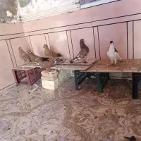 کبوتر|پرنده|سوسنگرد, |دیوار