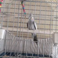 عروس هلندی