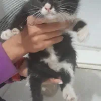 بچه گربه بامزه