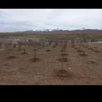 کار با تراکتور کوچیک باغی و چاله کنی|خدمات باغبانی و درختکاری|شوشتر, |دیوار