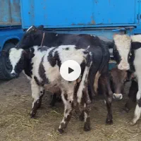 فروش ویژه گوساله نر لاغر|حیوانات مزرعه|جوادآباد, |دیوار