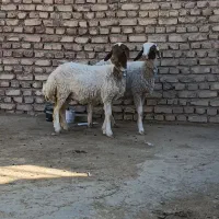 2راس بره ماده قوچ خورده کله بور