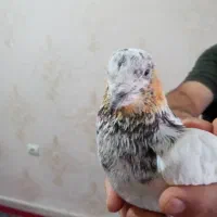 کبوتر سینه دم سیاه|پرنده|پرند, فاز ۵|دیوار