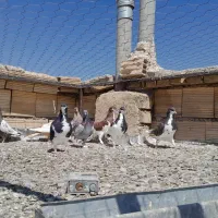 کبوتر