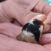 سهره ۲ خال حلب|پرنده|تهران, تولید دارو|دیوار