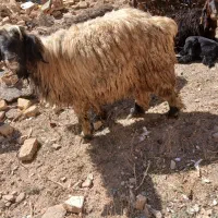 شیشک قوچ|حیوانات مزرعه|شهرکرد, |دیوار