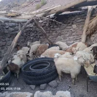 گوسفند فروشی (تعدادی بز و نری و کهره)|حیوانات مزرعه|بم, |دیوار