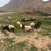 بره و میش هترو