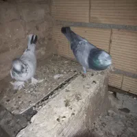 کبوترپرشی|پرنده|پاکدشت, پاکدشت (مامازند)|دیوار