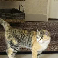 گربه اهلی واگذار میشه رایگان