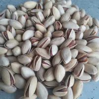 پسته جهت کاشت