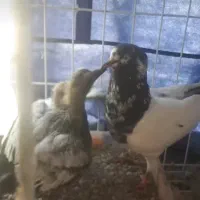 فروش کبوتر سخی رقم ۱۰و۱۲۸|پرنده|بندرعباس, |دیوار