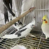 انواع پرنده عروس مرغ مینا و|پرنده|میناب, |دیوار