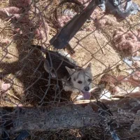 توله سگ پاکوتاه ماده 6ماه قیمت 800صد