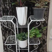 استند گل|گل و گیاه طبیعی|تهران, دانشگاه شریف|دیوار