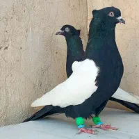 نر و ماده سینه سیاه کبوتر