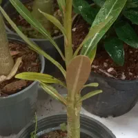 گل مخصوص خانه|گل و گیاه طبیعی|اصفهان, گرکان|دیوار