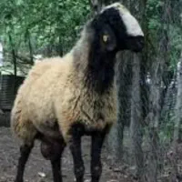 بره قوچ نژادشال برای اصلاح نژادژن دوقلوزایی