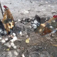 خروس جوان|حیوانات مزرعه|مشهد, استاد یوسفی (شهرک غرب)|دیوار